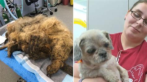 severely matted lab